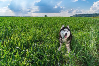 Siberian dış yapraklar uzun boylu yeşil çim güneşli yaz günü içinde yatıyor. Yeşil alan arka plan, mavi gökyüzü, yağmur bulutları güzel husky köpek.