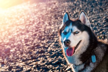 Mavi gözlü Sibirya husky portresi. Güneş sıcak akşam ışıkla aydınlatılmış güzel husky köpek oturma.