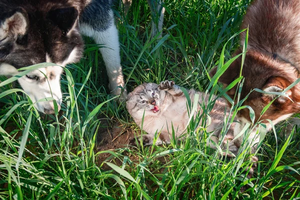 Cat vs dogs. Concept of hostility, unfriendly. Husky dogs attacked cute cat.