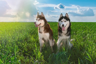 Güzel çift Siberian dış yapraklar güneşli günde mavi gökyüzü ve bulutlar karşı yeşil çimenlerin üzerinde oturuyor. Akıllı husky köpek, sevgi.