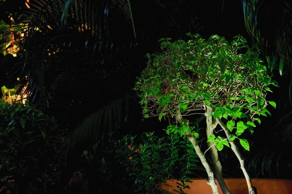 Arbre vert éclairé par un lampadaire dans une nuit tropicale sombre . — Photo