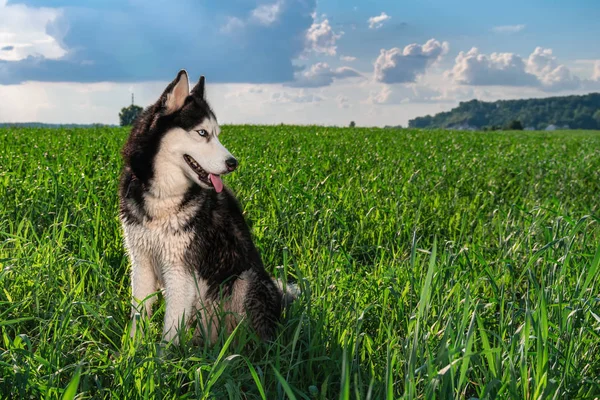 Husky cão é retroiluminado em um campo verde de grama à noite. Husky siberiano contra o céu durante o pôr do sol . — Fotografia de Stock