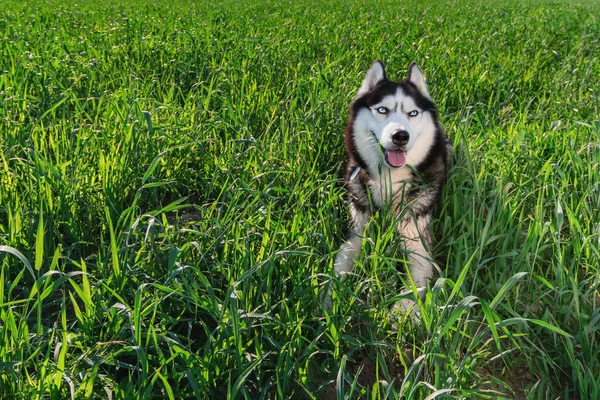 Lycklig hund. Ler husky hunden ligger i ljusa gröna gräset. Husky hunden älskar sommaren. — Stockfoto