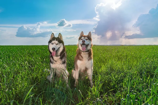 Dva veselí usměvavá sibiřský husky psi sedící vedle bu na letní zelené louky proti modré obloze. Kopírovat prostor. — Stock fotografie