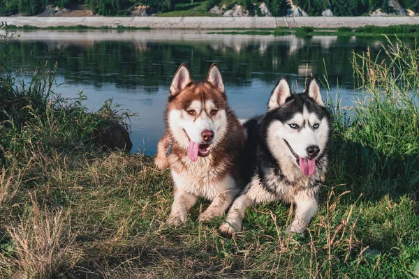 Két boldog Husky kutyák. Pár huskies mosolyogva portréja. Másolja a hely. — Stock Fotó