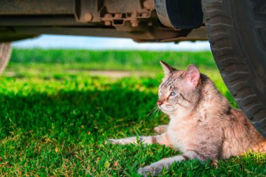 Shorthair kedisi yeşil çimlerde uzanıyor. Mavi gözlü sevimli kedi portresi arabanın tekerleğinin yanında yatıyor. Güneşli bir günde açık havada çekim..