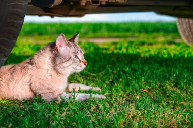 Kedi yeşil çim yatıyor. Portre sevimli kedi mavi gözlü araba tekerleği yanında yatıyor. Güneşli bir gün açık atış.