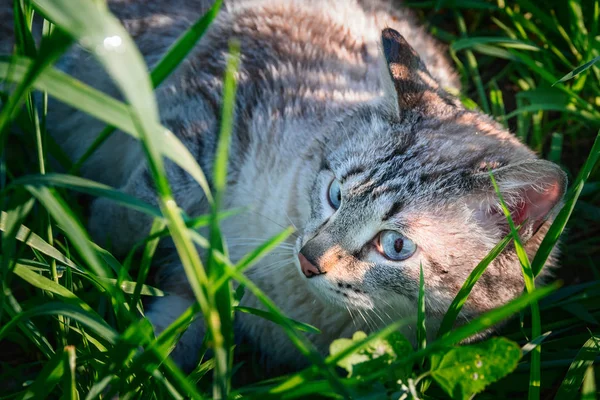 Cat lies in green grass. Portrait cute cat with blue eyes.