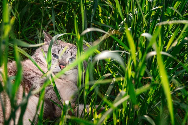 Kurzhaarige Katze liegt im grünen Gras. Porträt niedliche Katze mit blauen Augen blickt missmutig in die Kamera. — Stockfoto