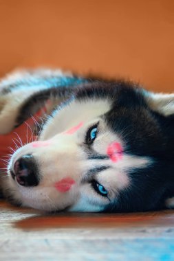 Husky köpek kafasında kırmızı ruj izleri öpücükle. Sibirya husky bliss yerde yatan. Sevgi sevimli Evcil hayvan kavramı.