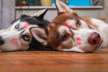 Husky köpekleri kırmızı ruj izleri öpücük onun kafa ile. Sibirya husky yerde yatıyor. Sevgi sevimli Evcil hayvan kavramı.