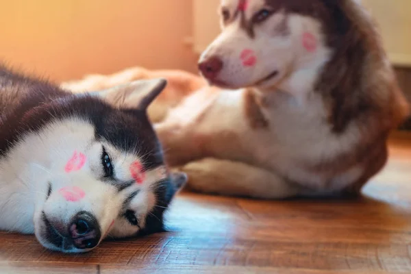 Portrait chiens husky avec des marques rouges à lèvres baiser sur sa tête. husky sibérien couché sur le sol dans la félicité. Concept d'amour animal de compagnie . — Photo