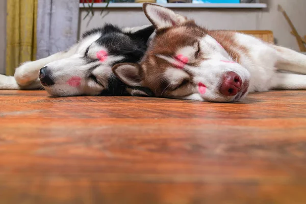 Husky dogs with red lipstick marks kiss on his heads. — Stock Photo, Image