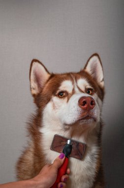 Kavram yıllık tüy dökme, dökülme, köpek çoğalmaktadır ceket. Siberian dış yapraklar kırmızı rakers fırça ile el taraklar.