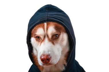 Portre izole beyaz arka planda siyah hoodie husky köpek. Kırmızı siberian dış yapraklar sweatshirt içinde kamera önden görünüm görünüyor.