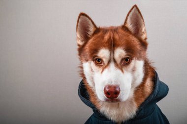Portre izole gri arka plan üzerinde siyah hoodie husky köpek. Kırmızı siberian dış yapraklar sweatshirt içinde kamera önden görünüm görünüyor.