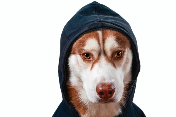 Sudadera de husky siberiano sobre fondo blanco . —  Fotos de Stock