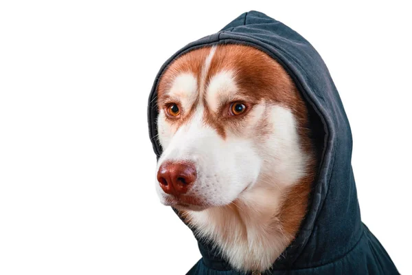 分離の白い背景に黒パーカーで肖像画のハスキー犬。サイドビュー カメラを見てトレーナー赤シベリアン ・ ハスキー. — ストック写真