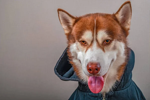 Portret psa husky w czarnym kapturem na na białym tle szarym tle. Czerwony siberian husky w Bluza wygląda w widoku z przodu kamery — Zdjęcie stockowe