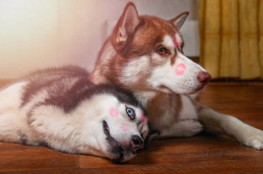 Husky köpekleri kırmızı ruj izleri öpücük onun kafa ile. Sibirya husky yerde yan yana yatıyor. Sevgi sevimli Evcil hayvan kavramı.