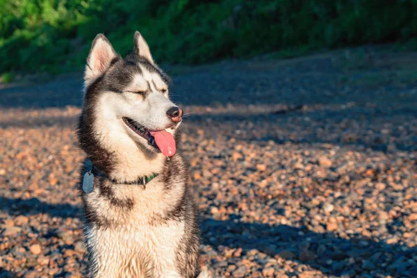 Husky dog squints com prazer ao sol, sorrindo e salientando sua língua . — Fotografia de Stock