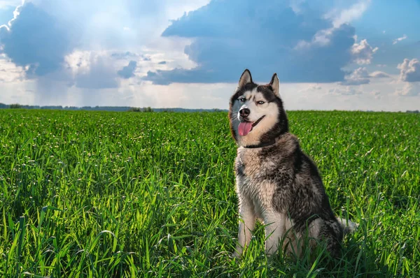 Ritratto felice cane husky seduto sul campo verde soleggiato contro il cielo con nuvole di pioggia. Siberiano husky sorride con la lingua fuori . — Foto Stock