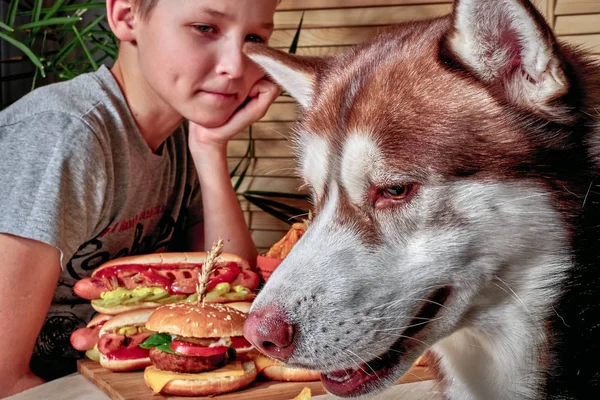Niño feliz y perro sentado en la mesa con comida rápida. Husky quiere robar hamburguesas, perritos calientes. Conceptos de familia de estilo de vida . — Foto de Stock