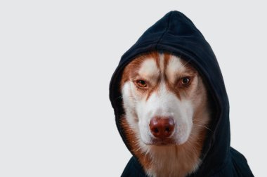 Portre izole beyaz arka planda siyah hoodie husky köpek. Kahverengi Sibirya husky sweatshirt içinde kamera önden görünüm görünüyor.