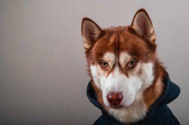Portre izole gri arka plan üzerinde siyah hoodie husky köpek. Kahverengi Sibirya husky sweatshirt içinde kamera önden görünüm görünüyor