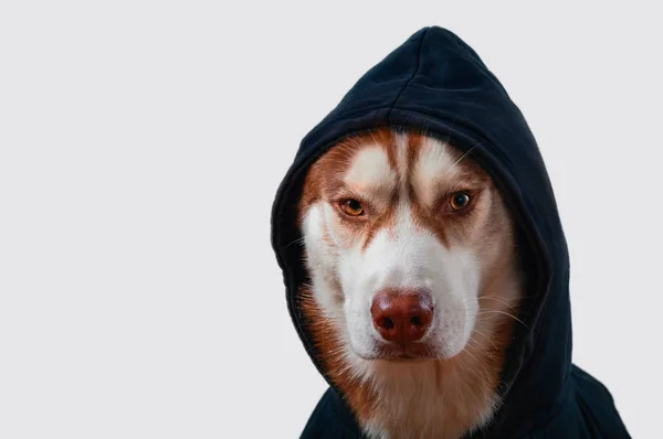 Portret psa husky w czarnym kapturem na na białym tle. Brązowy siberian husky w Bluza wygląda w widoku z przodu kamery. — Zdjęcie stockowe