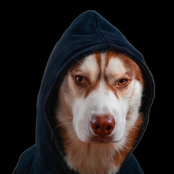 Perro husky retrato con capucha negra sobre fondo negro aislado. Marrón siberiano husky en sudadera mira a la vista frontal de la cámara . —  Fotos de Stock