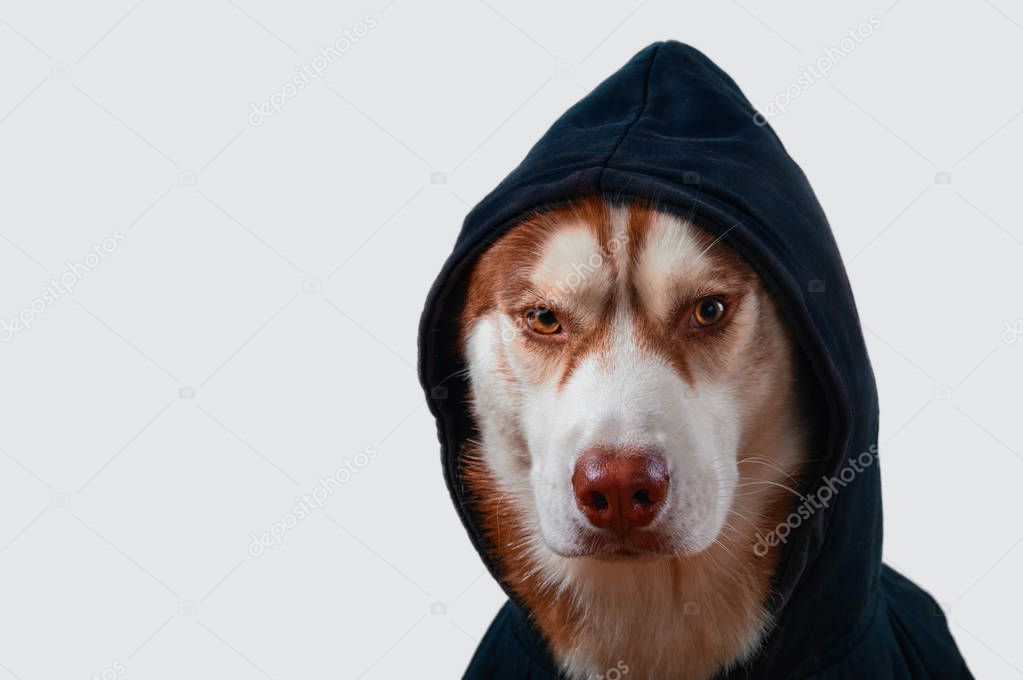 Portrait husky dog in black hoodie on Isolated white background. Brown siberian husky in sweatshirt looks at camera front view.