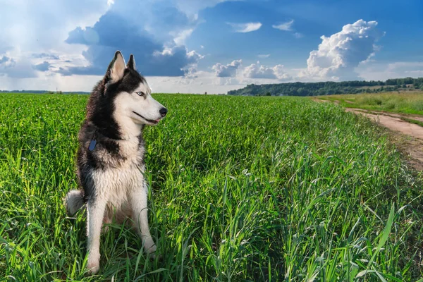 De ojos azules de color negro y blanco husky siberiano sentado en el campo verde brillante. Perro Husky retrato mirando hacia un lado. Copiar espacio . —  Fotos de Stock