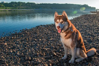 Yaz manzara. Güzel Sibirya husky köpek mavi Berrak gökyüzü karşı nehir kıyısında oturuyor. Sıcak akşam yolda kırmızı husky köpek. 