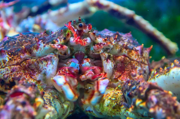 Big king Kamchatka crab. Close up.