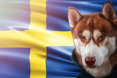 İsveç bayrağı önünde gururla vatansever köpek. Parlak güneş ışınlarının sweatshirt içinde portre siberian dış yapraklar.