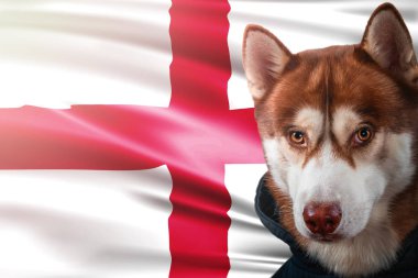 Vatansever köpek İngiltere bayrağı önünde gururla. Parlak güneş ışınlarının sweatshirt içinde portre siberian dış yapraklar.