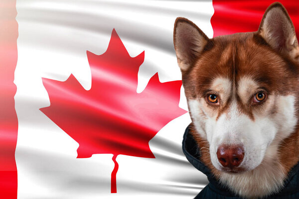Patriotic dog proudly in front of the Canada flag. Portrait siberian husky in sweatshirt in the rays of bright sun.