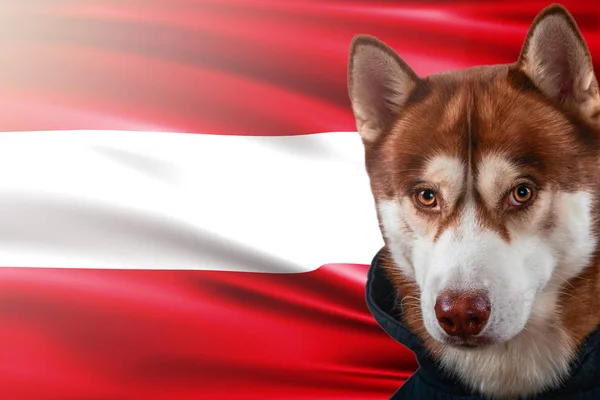 Perro patriótico orgullosamente delante de la bandera de Austria. Retrato siberiano husky en sudadera en los rayos del sol brillante . — Foto de Stock