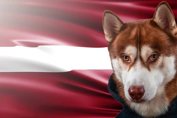 Perro patriótico orgullosamente delante de la bandera de Letonia. Retrato siberiano husky en sudadera en los rayos del sol brillante . — Foto de Stock