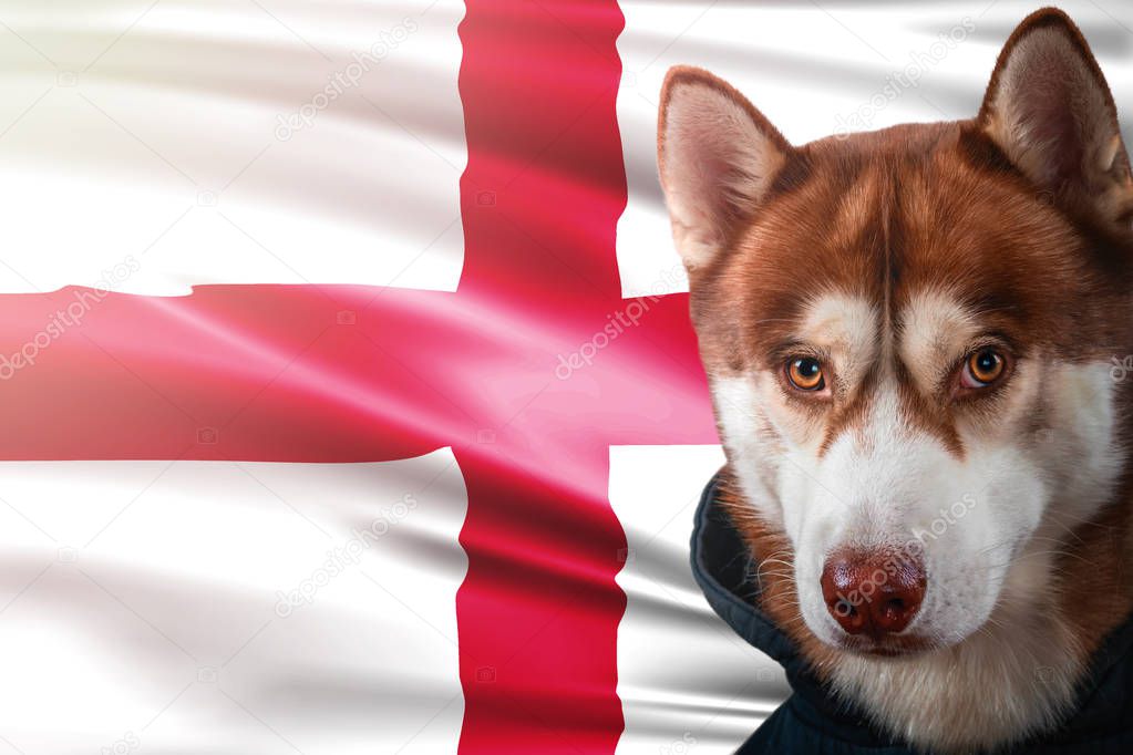 Patriotic dog proudly in front of England flag. Portrait siberian husky in sweatshirt in the rays of bright sun.