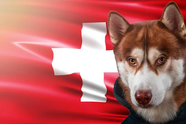 Perro patriótico orgullosamente frente a la bandera de Suiza. Retrato siberiano husky en sudadera en los rayos del sol brillante . — Foto de Stock