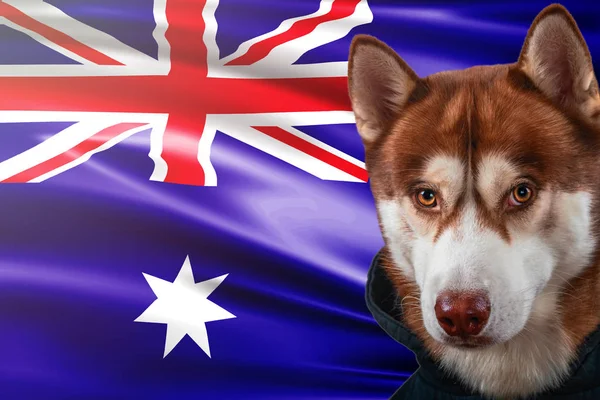 Cão patriótico orgulhosamente na frente da bandeira do estado da Austrália. Retrato siberiano husky em camisola nos raios de sol brilhante . — Fotografia de Stock