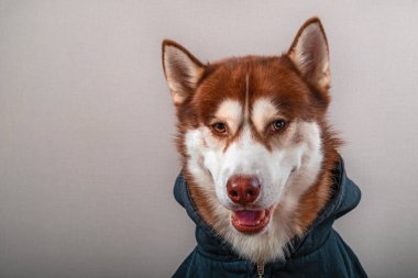 Sibirya husky köpek gri izole kamera bakıyor. Kırmızı kızak-köpek siyah kazak.