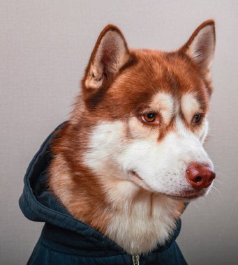 Sibirya husky köpek gri izole. Kırmızı kızak-köpek siyah kazak.