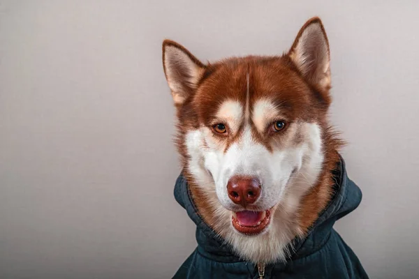 Chien husky sibérien regardant la caméra, isolé sur gris. Portrait chien de traîneau rouge en sweat-shirt noir . — Photo