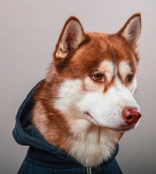 Sibirya husky köpek gri izole. Kırmızı kızak-köpek siyah kazak.
