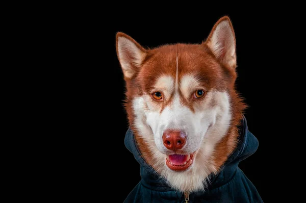 Pies husky syberyjski, patrząc na kamery, na czarnym tle. Portret psich zaprzęgów w Czarna bluza. — Zdjęcie stockowe