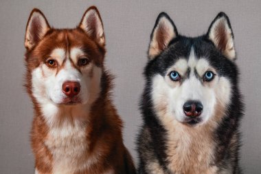Gri izole kamera, bakarak iki Sibirya husky köpek.