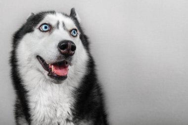 Sibirya husky köpek gri izole. Portre komik kızak köpek mavi gözlü ve preslenmiş kulakları ile karışık.